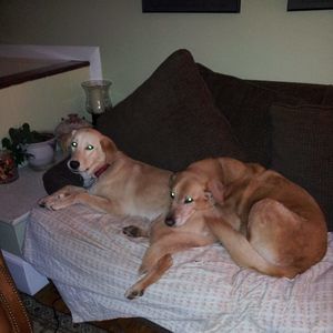 Meet your Posher, Paula